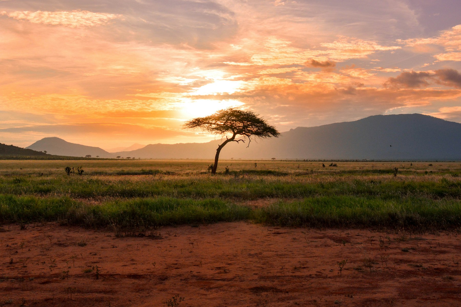 Acacia tree on open grassland at dusk, hills on the horizon